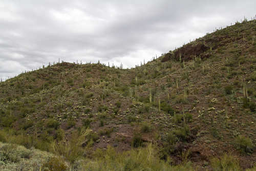 Hill Full of Cacti