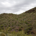 Hill Full of Cacti