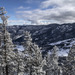 Snowy Trees