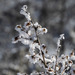 Frosty Bush