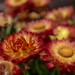 Strawflowers