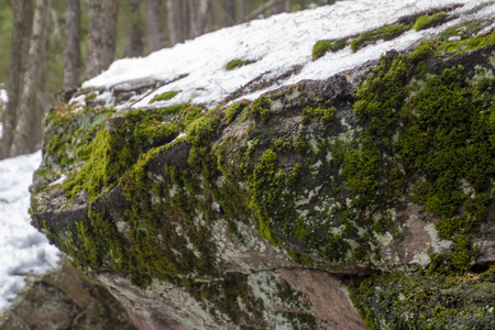 Mossy