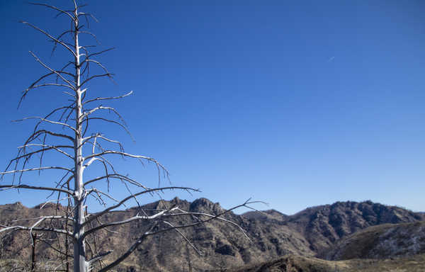 Burnt Tree