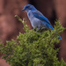 Blue Jay