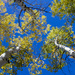 Pikes Peak Aspens