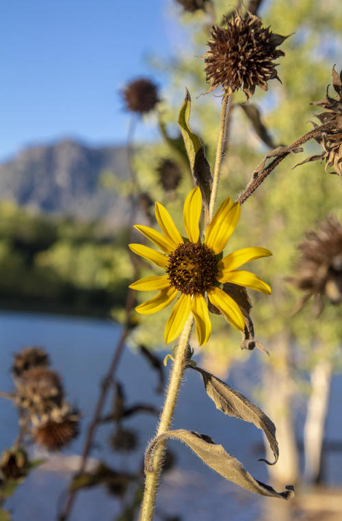 Sunflower Sunrise