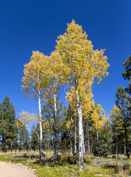 Along the Trail