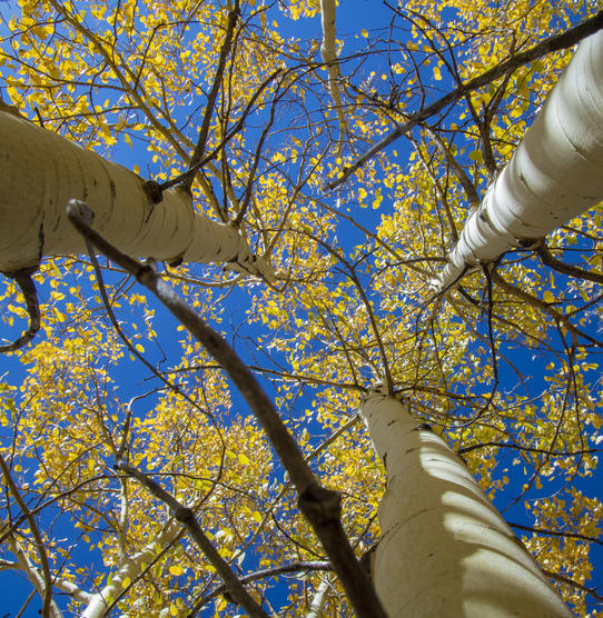 Three Trunks