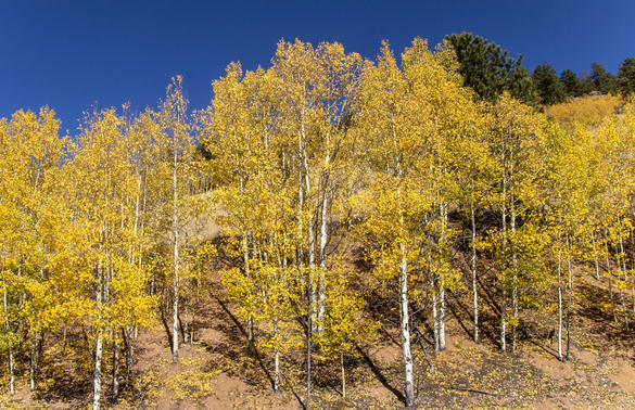 Yellow Hillside