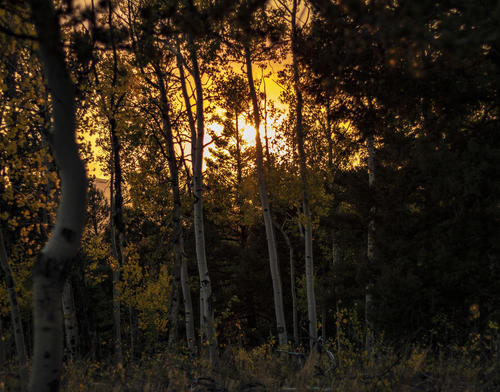 Warmed Aspens