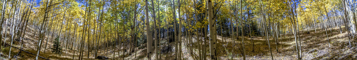 Large Grove Panorama