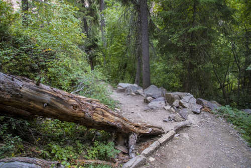 Fallen Tree