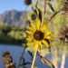 Sunflower Sunrise