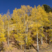 Yellow Hillside