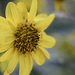 Soft Sunflower