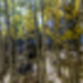 Large Grove Panorama