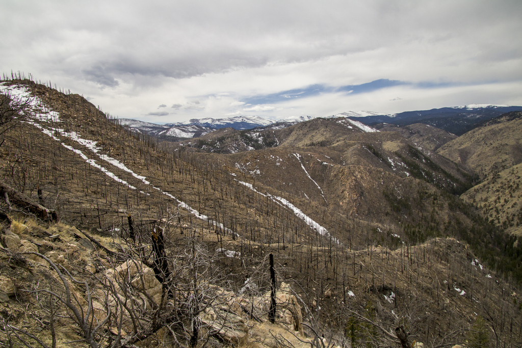 Dead Hillside