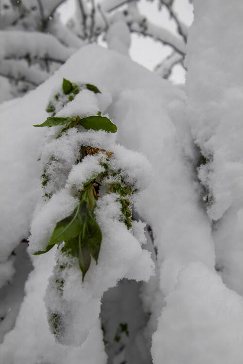 Spring Buds