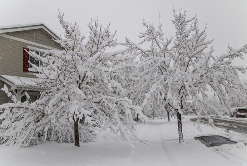 Snowy Trees