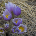 Prairie Crocus