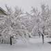 Snowy Trees
