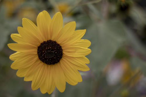 Soft Sunflower