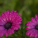 African daisies