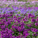 Sea of Verbena