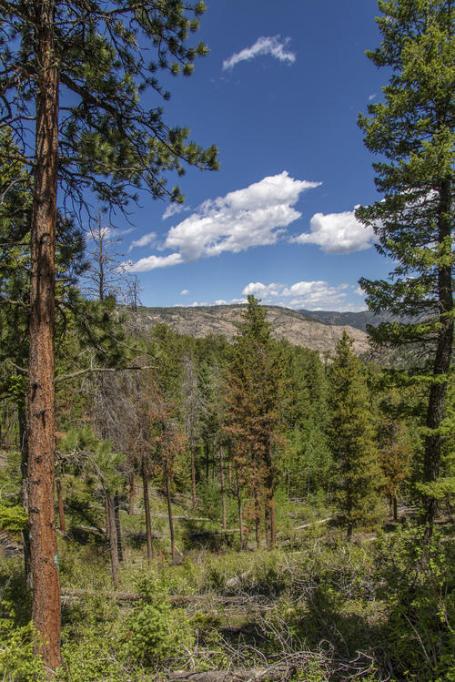 Tall Trees