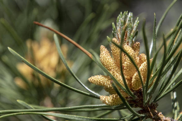 Baby Pine Cones
