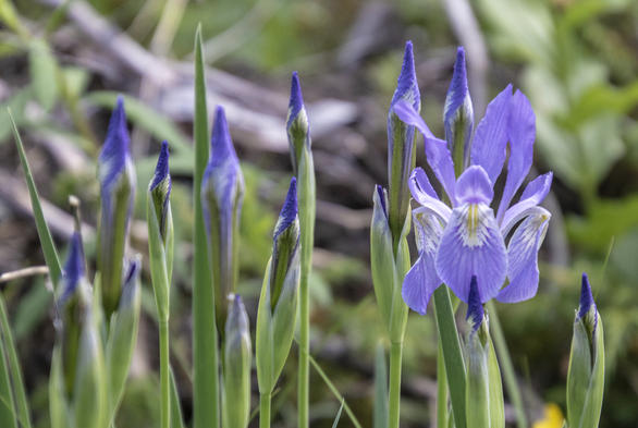 Wild Iris