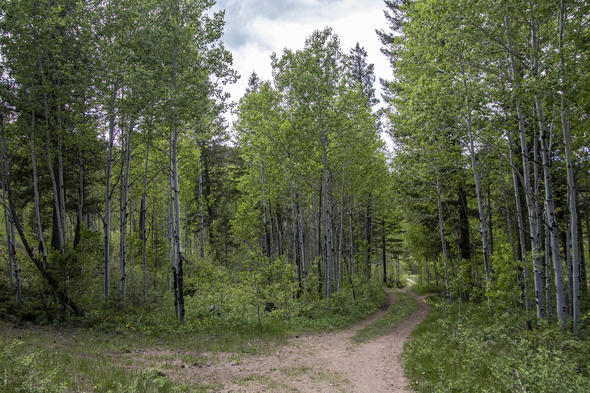 Through the Aspens