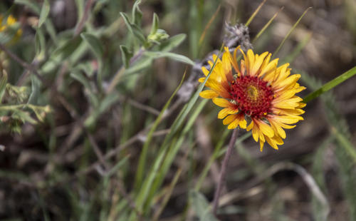 Red Dome Blanketflower