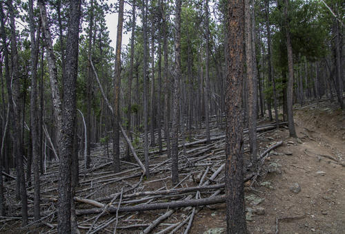 Forrest of Fallen Trees