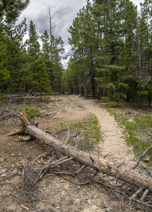 Fork in the Trail