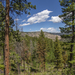 Tall Trees