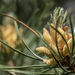 Baby Pine Cones