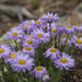 Wandering Fleabane