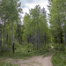 Through the Aspens