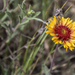 Red Dome Blanketflower