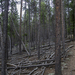 Forrest of Fallen Trees