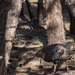 Wild Turkeys