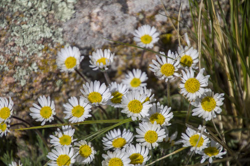 Wild Flowers