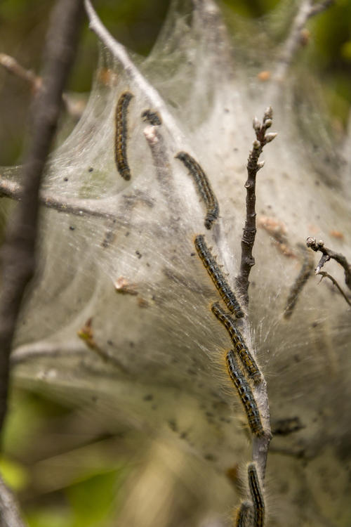 Tent Caterpillar