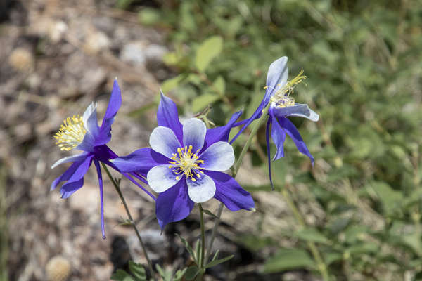 Wildflowers at Young Gulch 