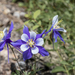 Blue Columbines