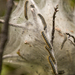 Tent Caterpillar