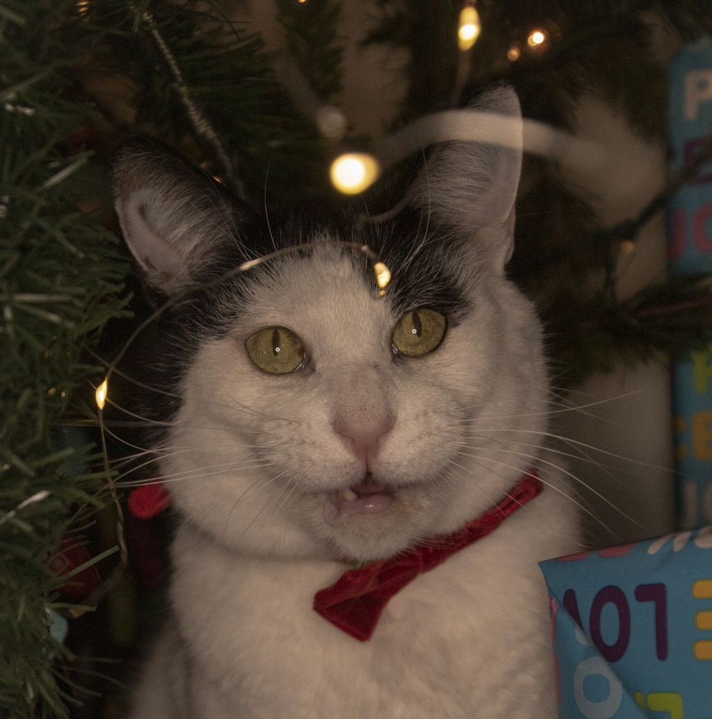 Derp Face