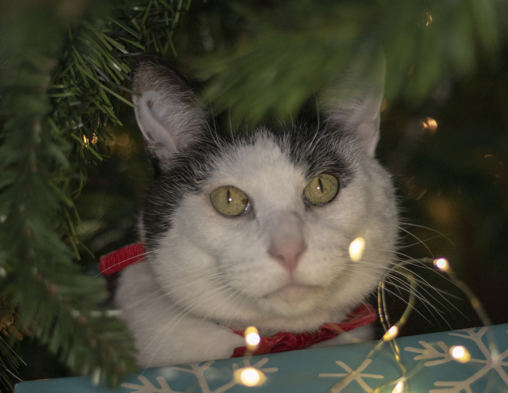 Under the Tree