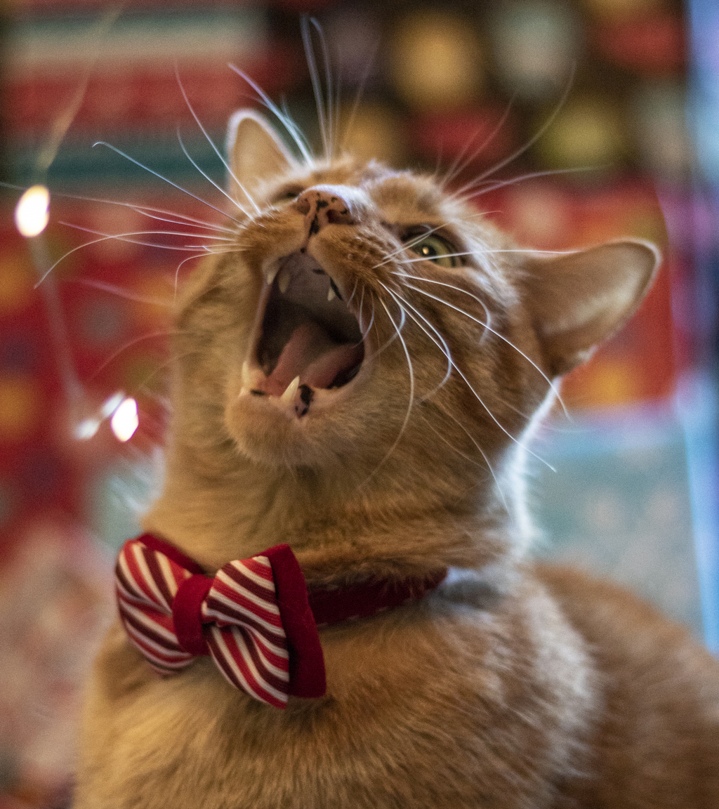 Bowtie on Flynn